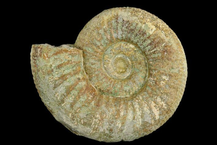 Ammonite (Orthosphinctes) Fossil - Germany #125619